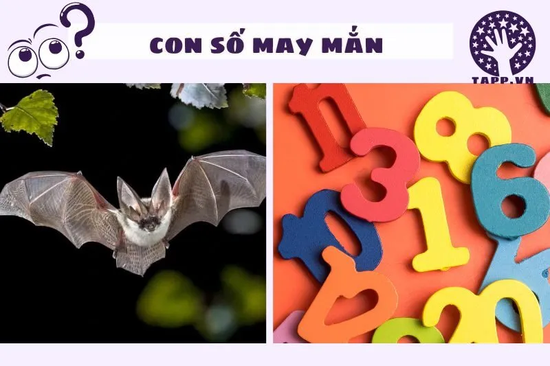 Con số may mắn liên quan đến giấc mơ nằm mơ thấy con dơi