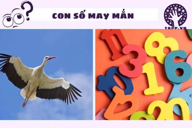 Những con số liên quan khi nằm mơ thấy con hạc