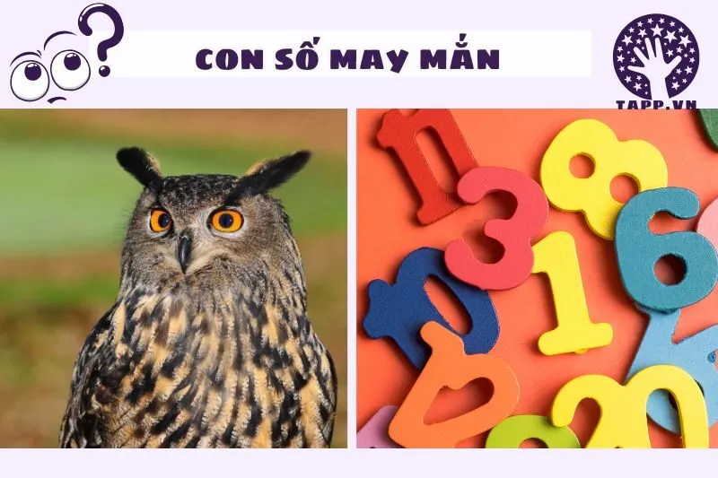 Con số may mắn liên quan đến giấc mơ thấy cú mèo