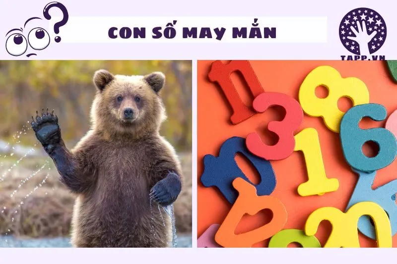 Những con số may mắn liên quan đến giấc mơ thấy gấu