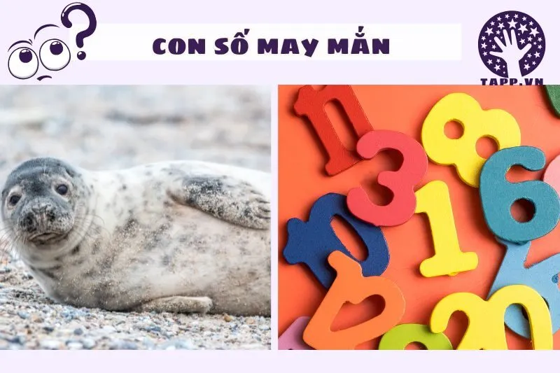 Mơ thấy hải cẩu có liên quan đến những con số nào?