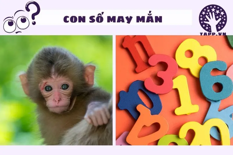 Con số may mắn khi nằm mơ thấy khỉ