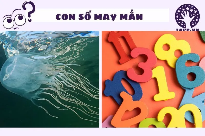 Những con số may mắn liên quan đến giấc mơ nằm mơ thấy sứa biển