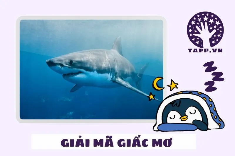 Điềm báo lành hay dữ khi nằm mơ thấy cá mập?