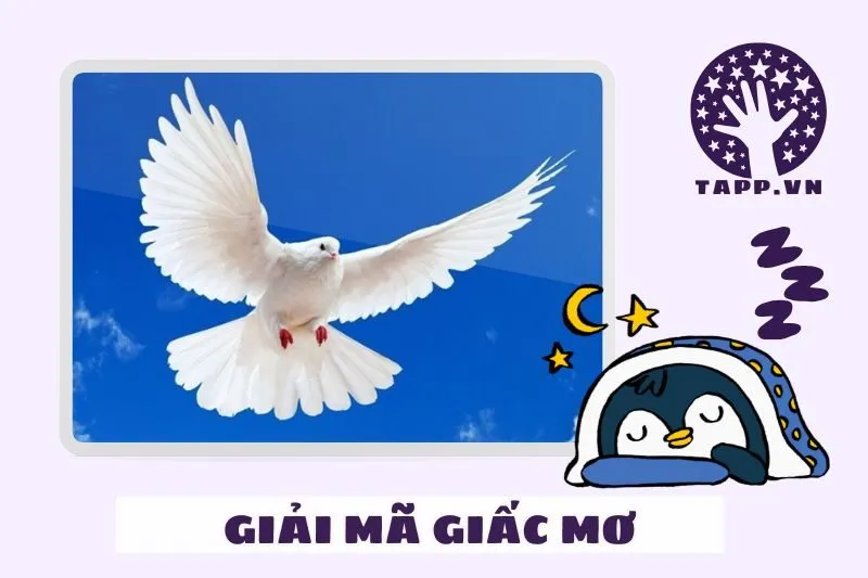 Phân loại giấc mơ thấy bồ câu và ý nghĩa