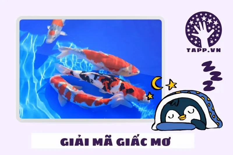 Giải mã chi tiết giấc mơ nằm mơ thấy cá koi