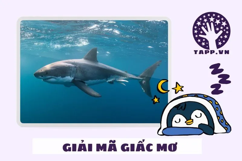 Giải mã các loại giấc mơ về cá mập và ý nghĩa của chúng 