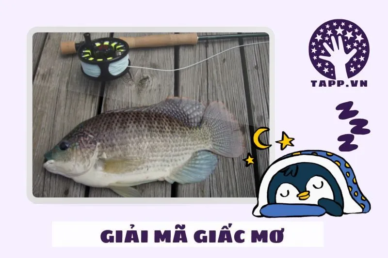 Giải mã chi tiết giấc mơ nằm mơ thấy cá rô phi