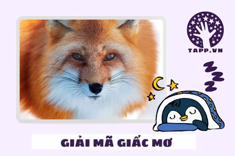 Giải mã chi tiết các tình huống nằm mơ thấy cáo