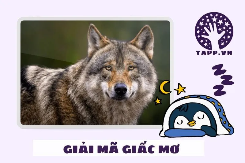 Những tình huống cụ thể khi nằm mơ thấy chó sói