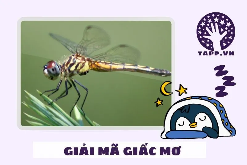 Giải mã chi tiết giấc mơ nằm mơ thấy chuồn chuồn