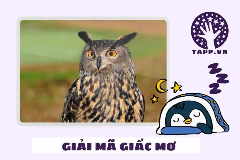 Giải mã chi tiết các tình huống nằm mơ thấy cú mèo