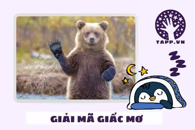 Giải mã chi tiết giấc mơ nằm mơ thấy gấu