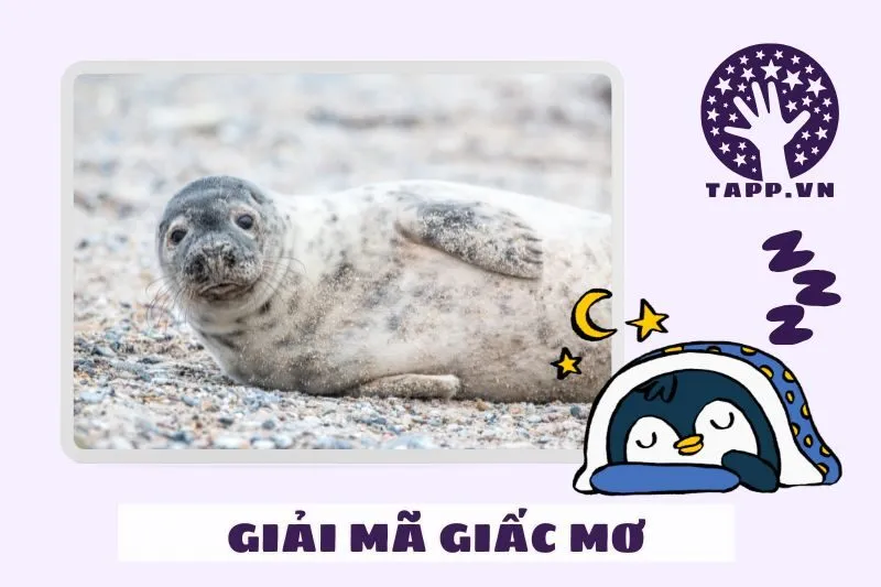 Giải mã chi tiết nằm mơ thấy hải cẩu