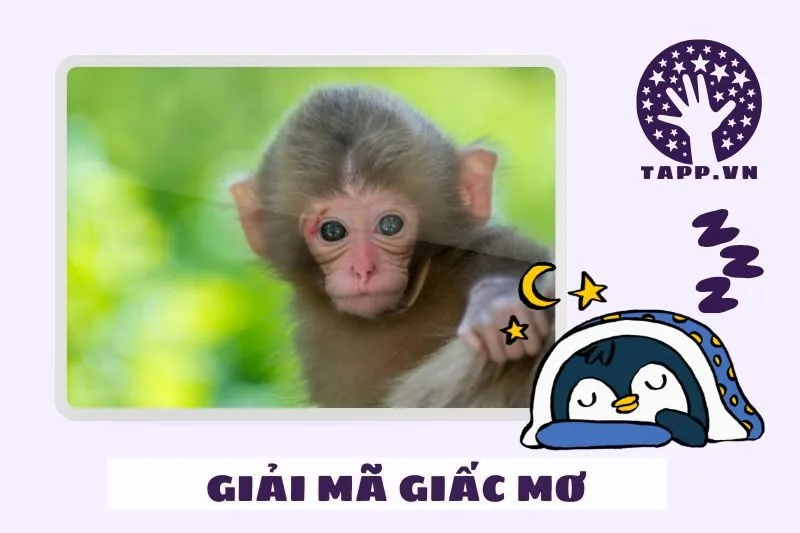 Các loại giấc mơ khỉ và ý nghĩa chi tiết