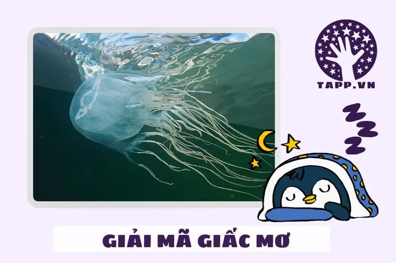 Giải mã chi tiết giấc mơ nằm mơ thấy sứa biển