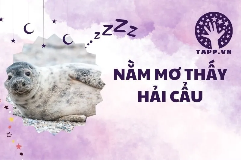 Nằm mơ thấy hải cẩu: Giải mã ý nghĩa chi tiết 2025