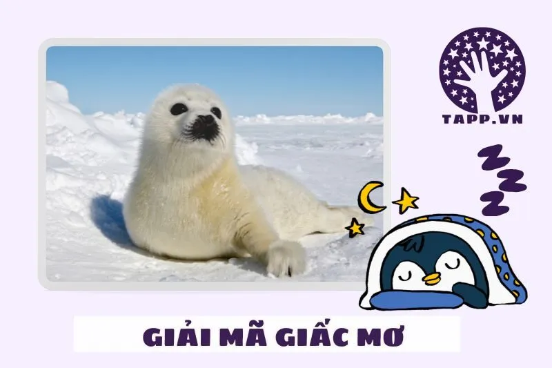 Tác động của giấc mơ thấy hải cẩu đối với cuộc sống