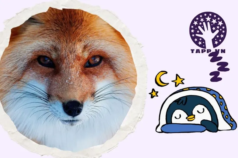 Ý nghĩa khi mơ thấy cáo