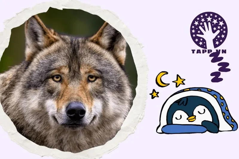 Nằm mơ thấy chó sói có ý nghĩa gì?