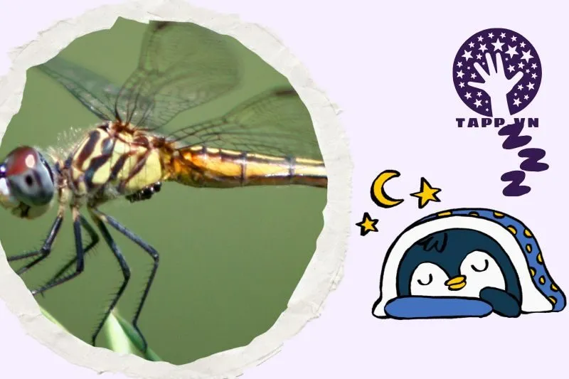Ý nghĩa giấc mơ nằm mơ thấy chuồn chuồn
