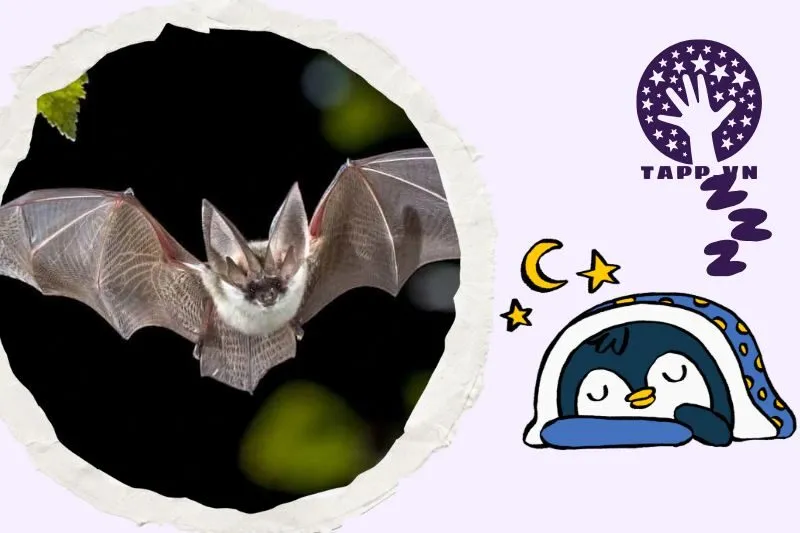 Ý nghĩa giấc mơ nằm mơ thấy con dơi