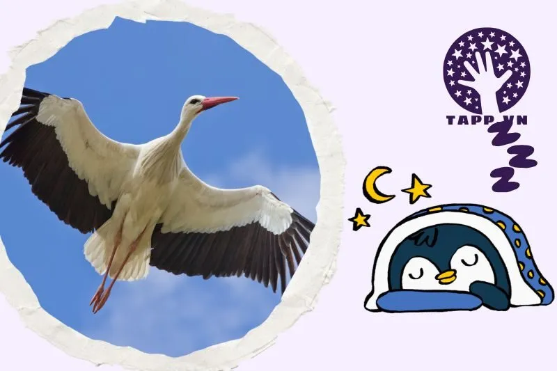 Ý nghĩa giấc mơ nằm mơ thấy con hạc