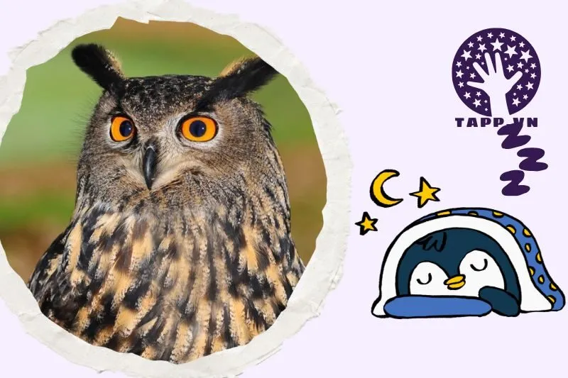 Ý nghĩa của nằm mơ thấy cú mèo