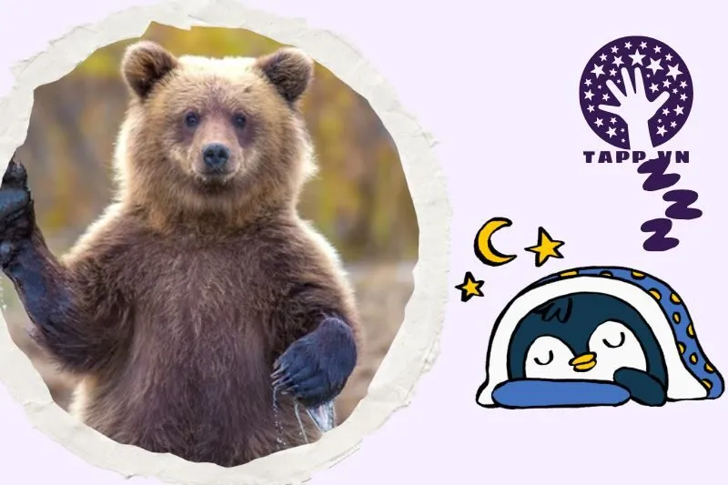 Ý nghĩa giấc mơ nằm mơ thấy gấu