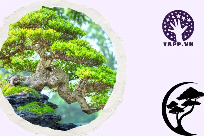 Cách bày trí cây phong thủy trong nhà