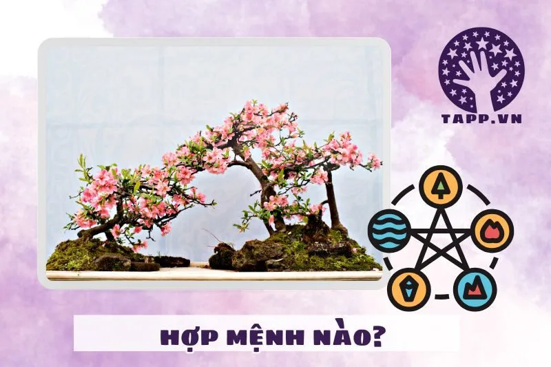 Cách chọn cây phong thủy trong nhà phù hợp