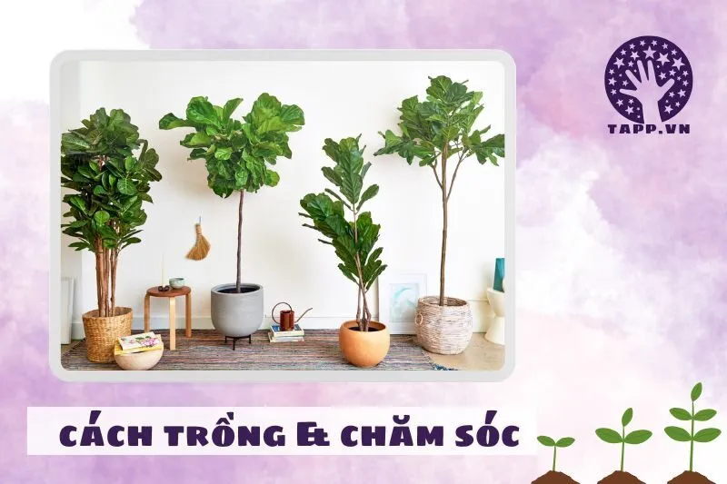 Cách trồng và chăm sóc cây bàng Singapore