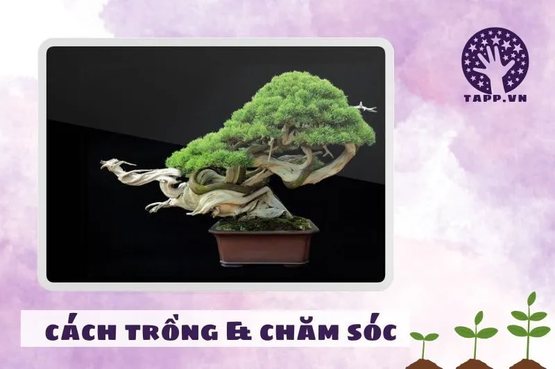 Cách trồng và chăm sóc cây bonsai phong thuỷ