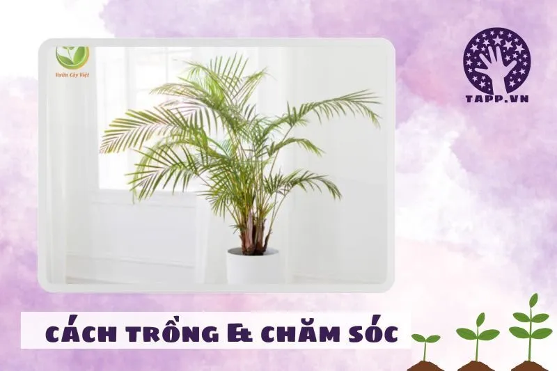 Cách chăm sóc cây cau cảnh để luôn xanh tốt