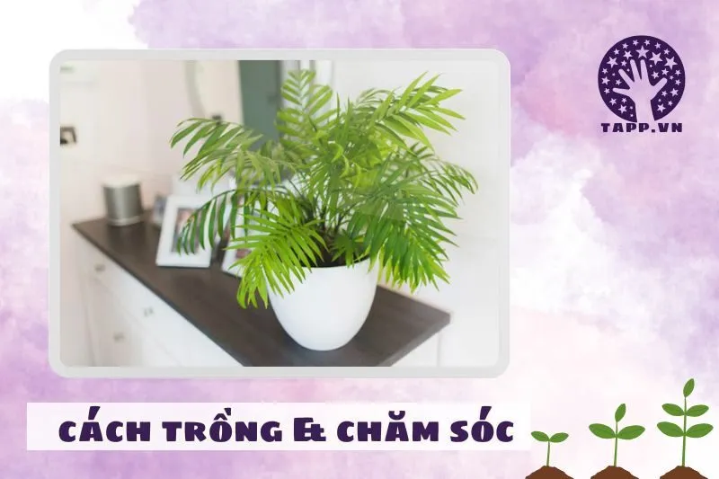 Cách trồng và chăm sóc cây cau tiểu trâm