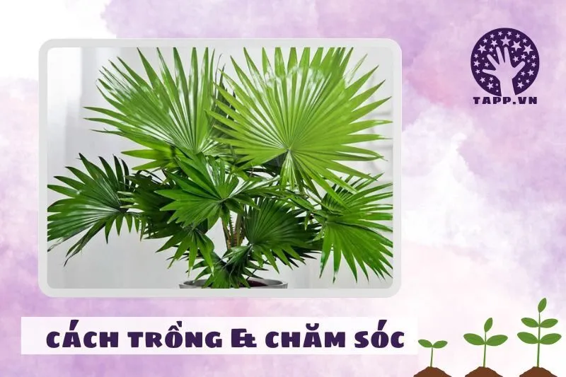 Cách trồng và chăm sóc cây cọ cảnh phong thuỷ