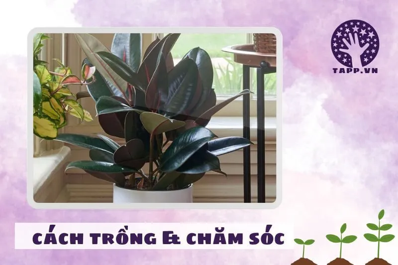 Hướng dẫn trồng cây đa búp đỏ đúng cách