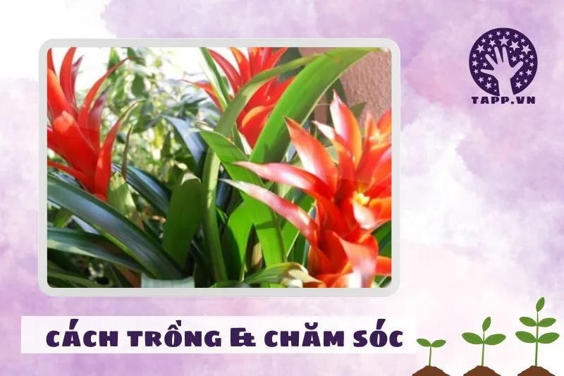 Cách trồng và chăm sóc cây dứa cảnh nến phong thủy