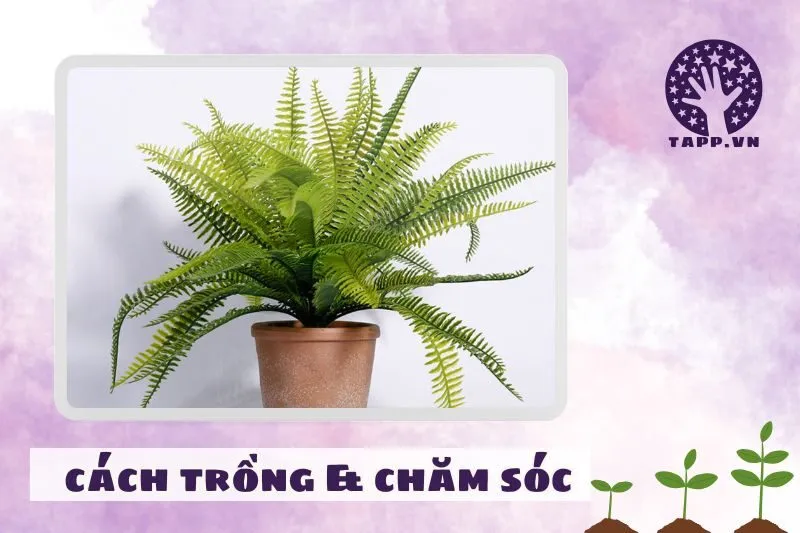Cách trồng và chăm sóc cây dương xỉ phong thuỷ