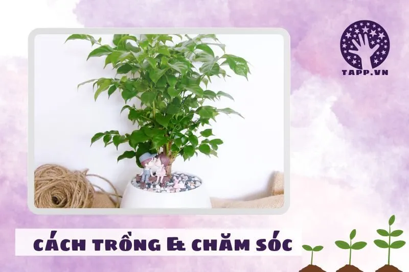 Cách trồng cây hạnh phúc để phát triển tốt nhất