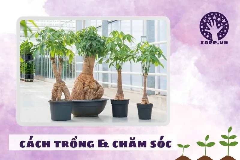 Cách trồng và chăm sóc cây kim ngân để luôn xanh tốt