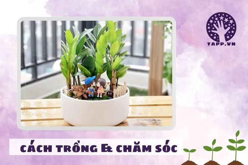 Cách Trồng Và Chăm Sóc Cây Kim Tiền Đúng Cách