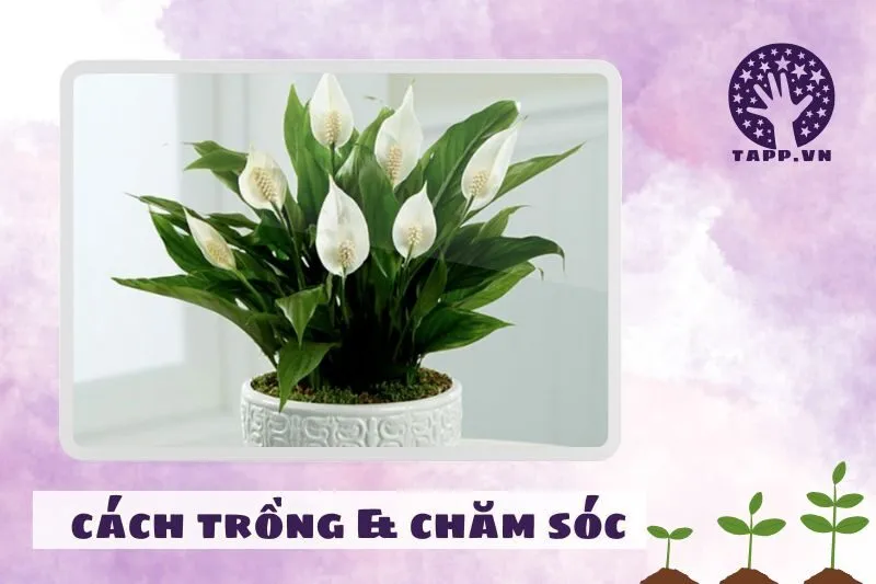 Cách trồng và chăm sóc cây lan ý để cây luôn xanh tốt