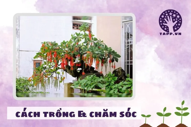 Cách trồng và chăm sóc cây lộc vừng để phát huy phong thủy tốt nhất