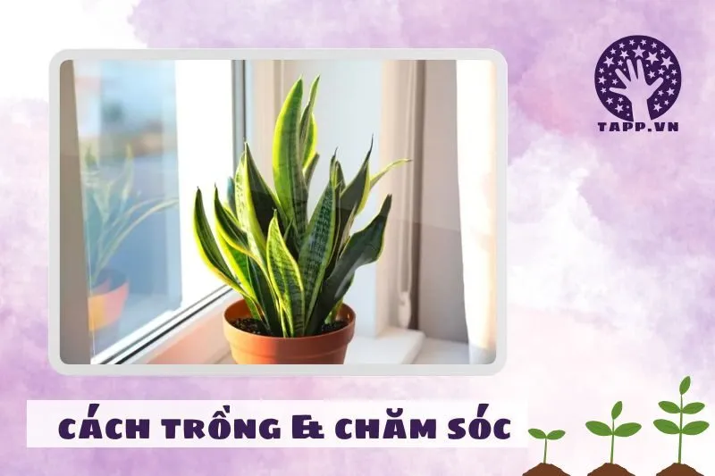 Hướng dẫn cách trồng và chăm sóc cây lưỡi hổ đúng cách