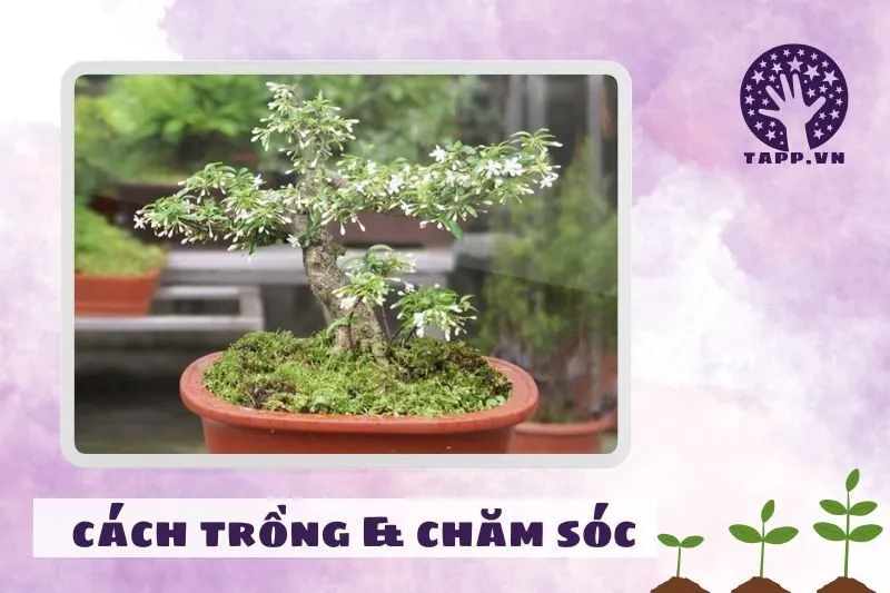 Cách chăm sóc cây mai chiếu thủy để luôn xanh tốt