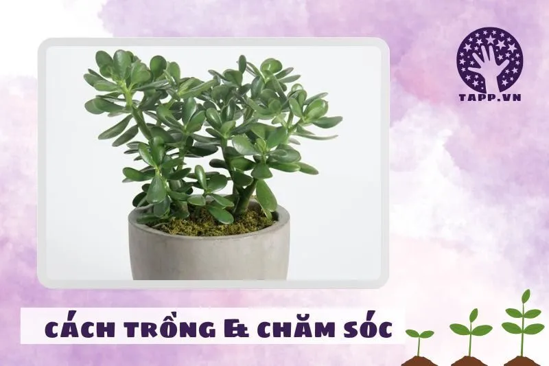 Cách trồng và chăm sóc cây ngọc bích dễ sống nhất