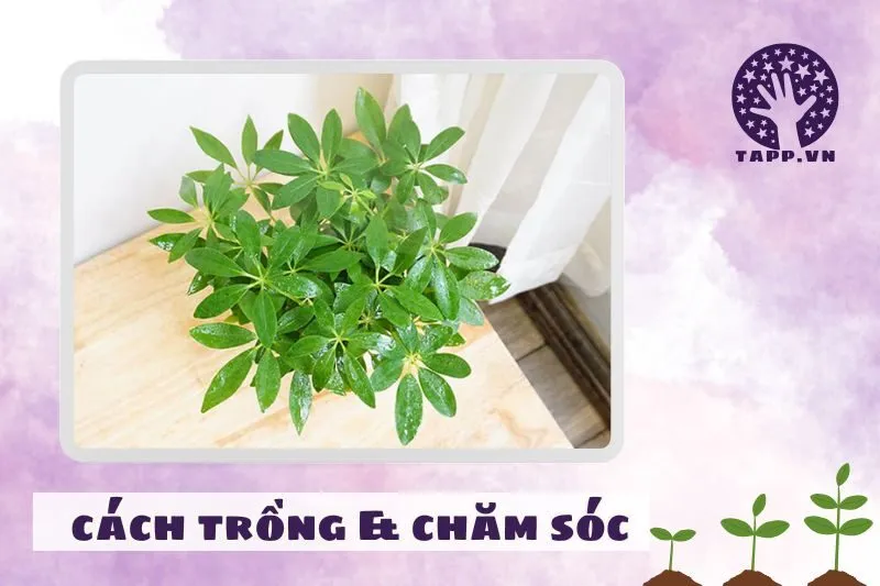 Cách trồng và chăm sóc cây ngũ gia bì để luôn xanh tốt