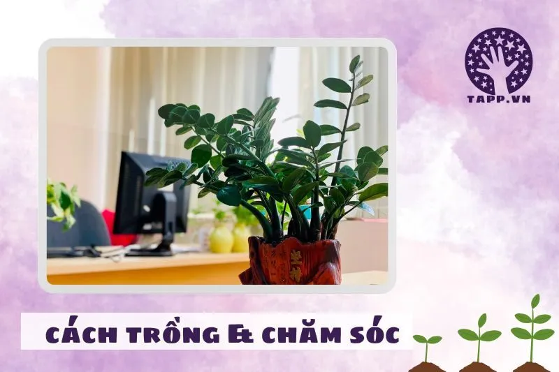 Cách trồng cây phát tài phong thủy đúng kỹ thuật
