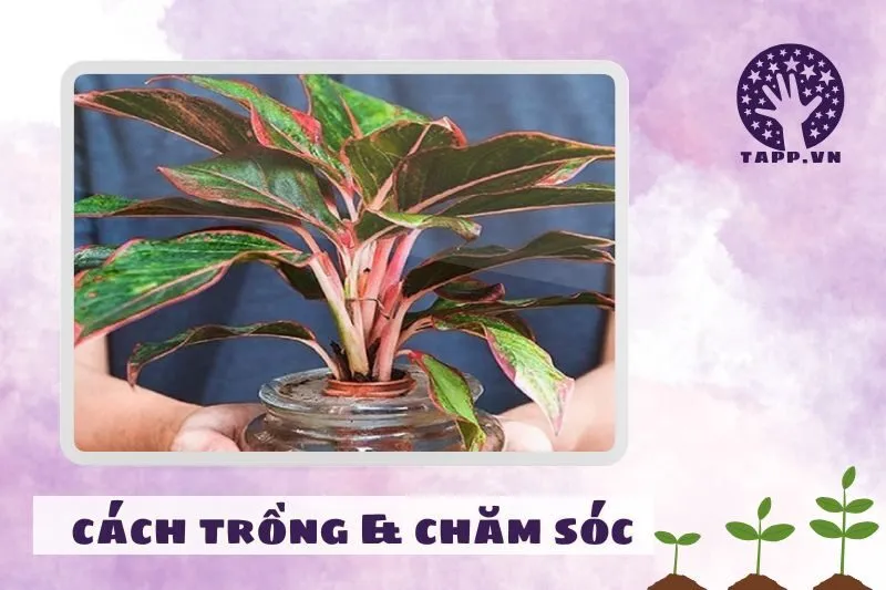 Hướng dẫn chăm sóc cây phú quý giúp cây luôn xanh tốt